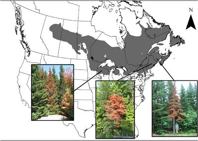 Investigating climate anomalies associated with the sudden mortality of balsam fir trees in eastern Canada